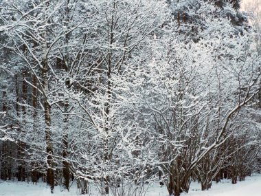 Glade kış orman ağaçları ile