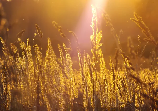 Пшеничная трава против заходящего солнца Стоковое Изображение