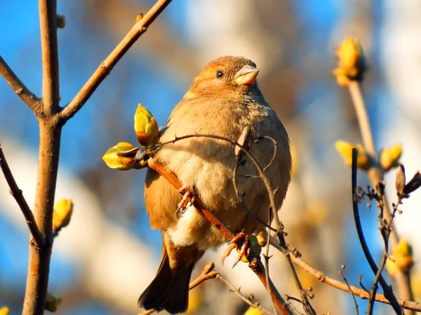 Kuş sparrow bahar güneş yaktı — Stok fotoğraf