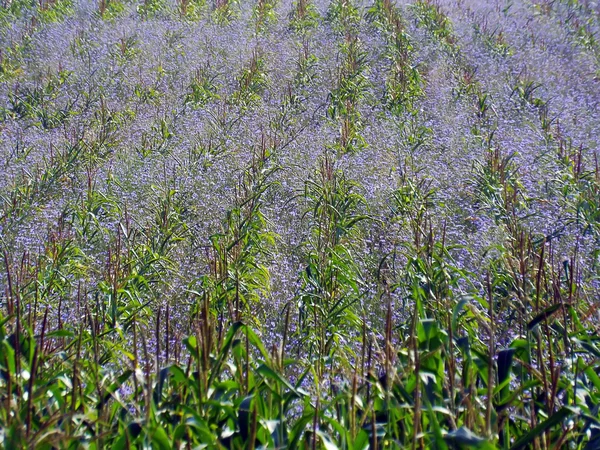 Plantas de trigo sarraceno con flores plantadas en hileras ordenadas — Foto de Stock