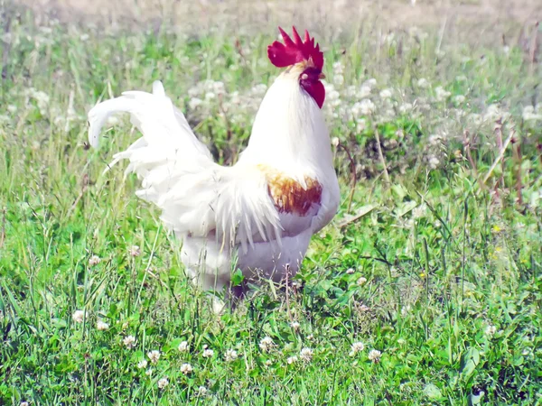 Птица белого петуха на траве — стоковое фото