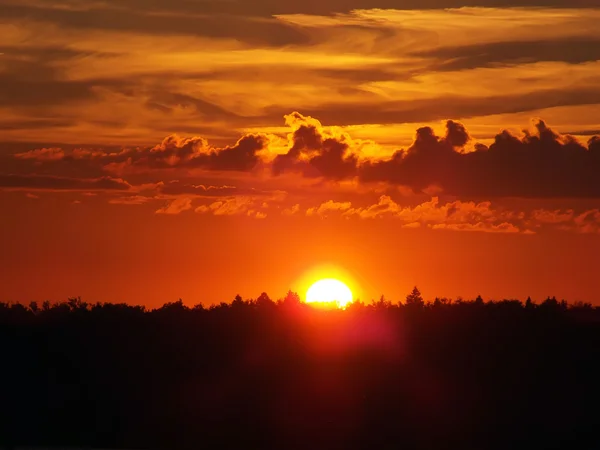 Puesta de sol en el bosque —  Fotos de Stock