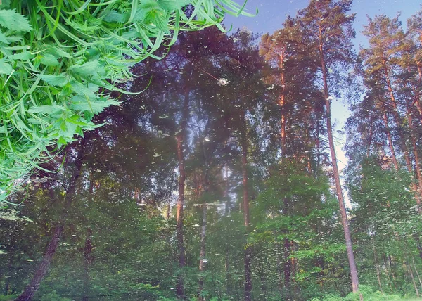 Отражение в воде соснового леса — стоковое фото
