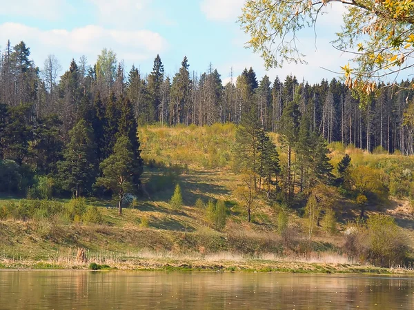 Râu liniștit acoperit cu pădure de pin — Fotografie, imagine de stoc