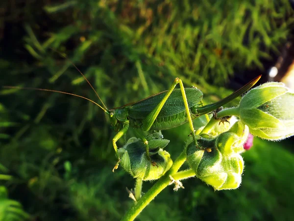 Big green grasshopper — Stock Photo, Image