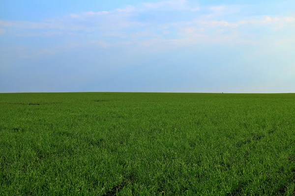 Campo verde de grão de inverno continuando a horizonte com céu azul — Fotografia de Stock
