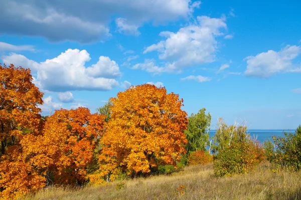 Autumn trees with golden leaves against the blue sky with white clouds — Stock Photo, Image