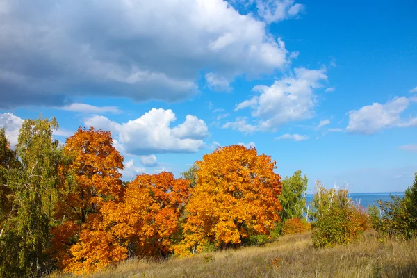 Herbstbäume mit goldenen Blättern gegen den blauen Himmel mit weißen Wolken — Stockfoto