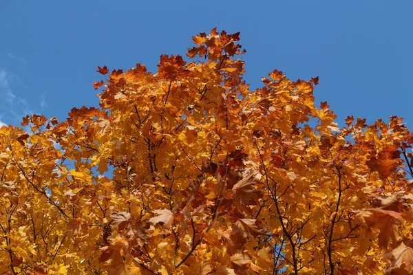 Goldene Ahornblätter an den Zweigen gegen den blauen Himmel — Stockfoto