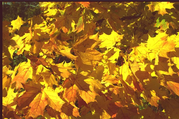 Gelbe Ahornblätter beginnen sich im Herbst gelb zu färben — Stockfoto