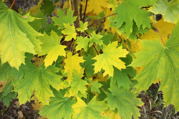 Grüne Ahornblätter beginnen sich im Herbst gelb zu färben — Stockfoto