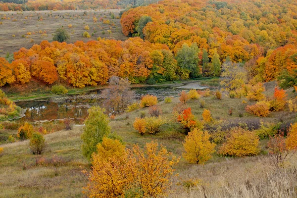 Aussicht auf einen Hang mit Herbstbäumen mit goldgelb-grünem Laub — Stockfoto