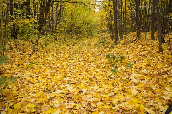 Gasse übersät mit gelben Herbstblättern, die die Bäume im Wald säumen — Stockfoto