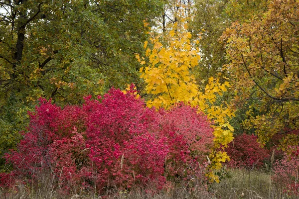 Árvores de outono com folhas de cores brilhantes verde vermelho amarelo — Fotografia de Stock