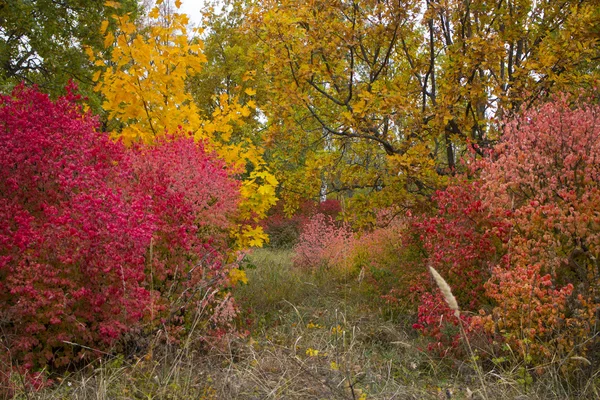 Autumn trees with leaves of bright colors green red yellow — Stock Photo, Image