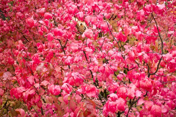 Herbst Laub ist lila Hintergrund — Stockfoto