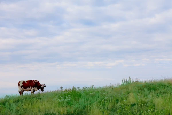 Kuh weidet auf grünem Gras unter blauem Himmel — Stockfoto