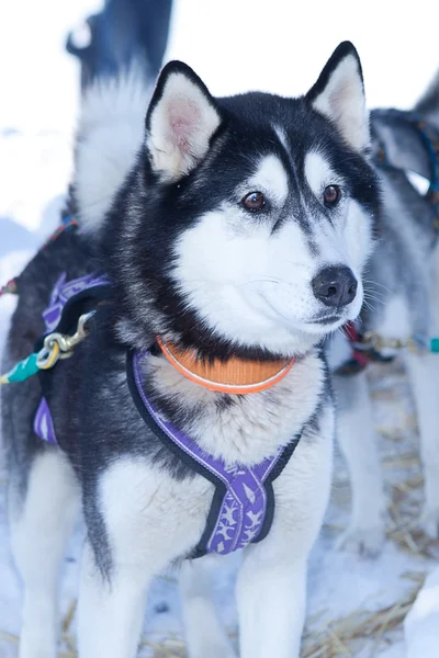 Chien Husky utilisé en traîneau en laisse — Photo