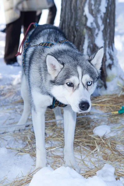 Husky perro utilizado en trineo con correa —  Fotos de Stock