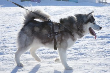 Husky köpek kızak üstünde kira kontratı kullanılan