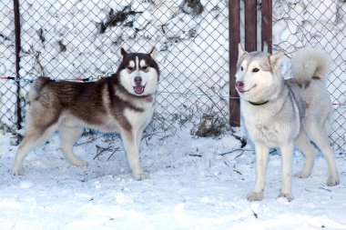 İki köpek Siberian dış yapraklar
