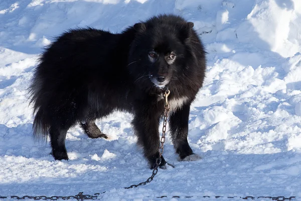 Musta koira lumessa taustalla — kuvapankkivalokuva