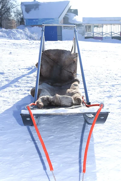 Schlitten rennen Schlittenhunde — Stockfoto