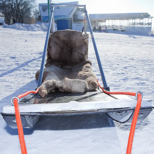 Schlitten rennen Schlittenhunde — Stockfoto