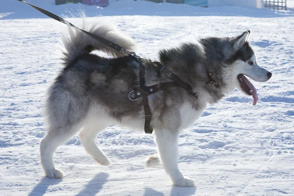 Husky dog used in sled on leash — Stock Photo, Image