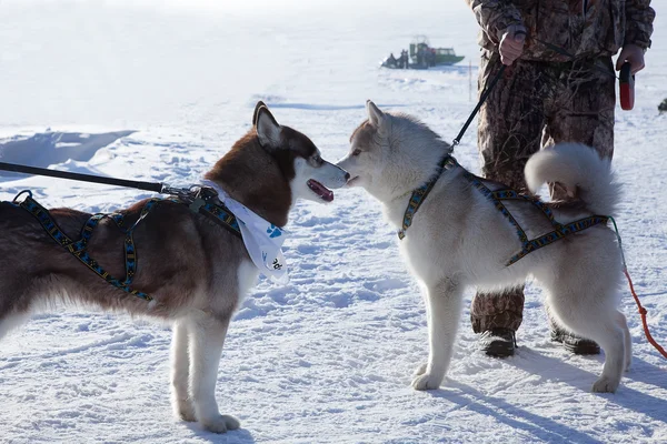 İki köpek Siberian dış yapraklar — Stok fotoğraf