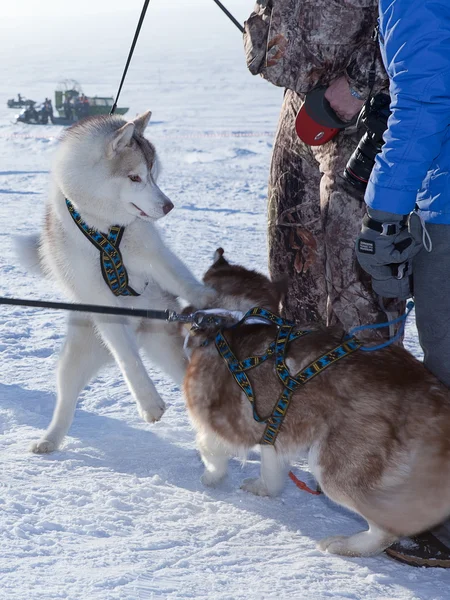 İki köpek Siberian dış yapraklar — Stok fotoğraf