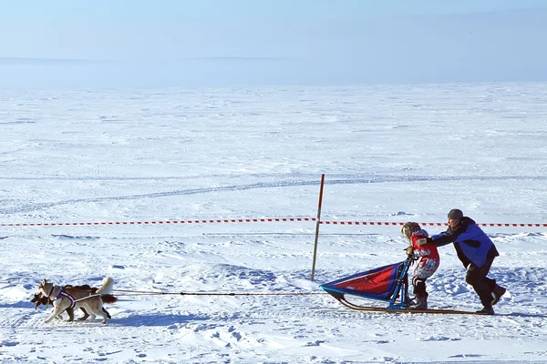 Χειμώνα έλκηθρο σκυλί αγωνιστικά musher και Σιβηρία σκύλος χάσκεϋ — Φωτογραφία Αρχείου