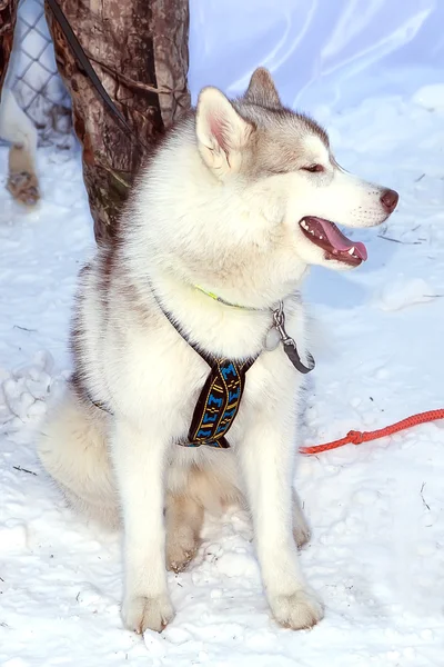 Pies Husky w sanki na smyczy — Zdjęcie stockowe