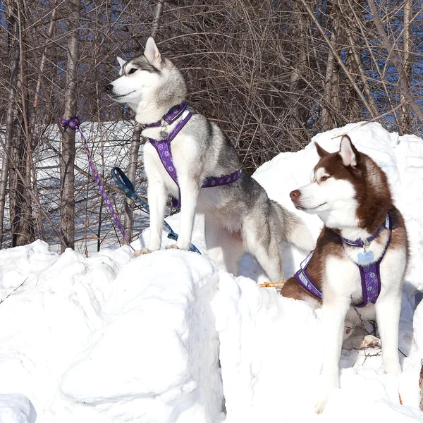 İki köpek Siberian dış yapraklar — Stok fotoğraf