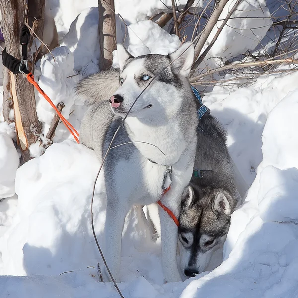 Kaksi koiraa Siperian Husky — kuvapankkivalokuva