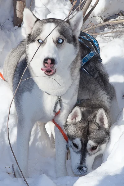 Kaksi koiraa Siperian Husky — kuvapankkivalokuva