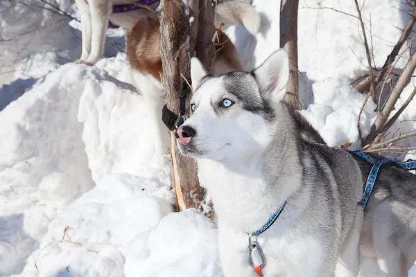 Twee honden Siberische Husky — Stockfoto