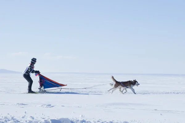 Kızak köpek yarışı Husky kışın — Stok fotoğraf