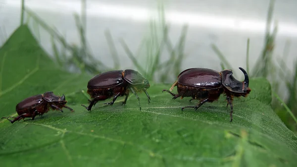 European rhinoceros beetle group — Stock Photo, Image