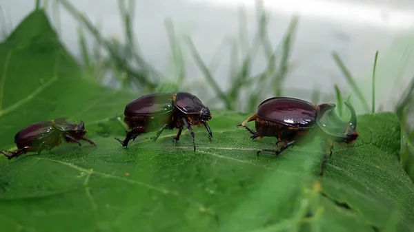 Avrupa gergedan böceği grup