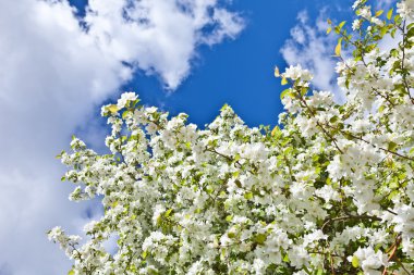 Çiçekli elma ağacının dalları