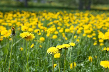 karahindiba çiçekler