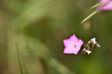 Bir çim alan Lila çiçek 
