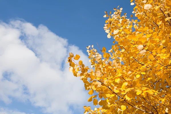 Autumn leaves against the blue sky — Stock Photo, Image