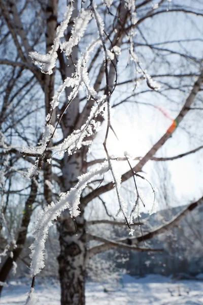 Árbol de invierno ramas verticales — Foto de Stock