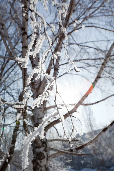 Vinter träd grenar vertikal — Stockfoto