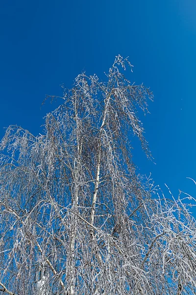 Vinter träd grenar vertikal — Stockfoto