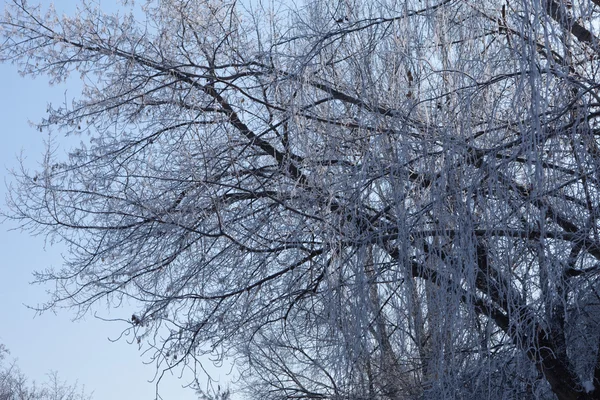 Albero invernale rami orizzontali — Foto Stock