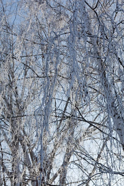 Árbol de invierno ramas verticales — Foto de Stock