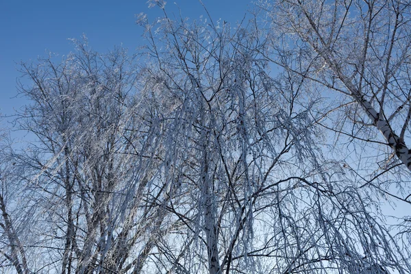 Alley vinter träd grenar horisontell — Stockfoto